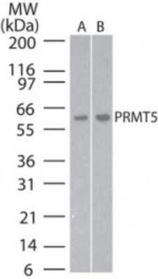 Western Blot: PRMT5 Antibody [NB100-56641]