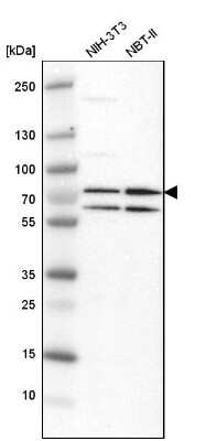 Western Blot: PRMT5 Antibody [NBP1-81701]