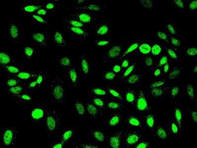 Immunocytochemistry/ Immunofluorescence: PRMT6 Antibody [NBP2-98848]