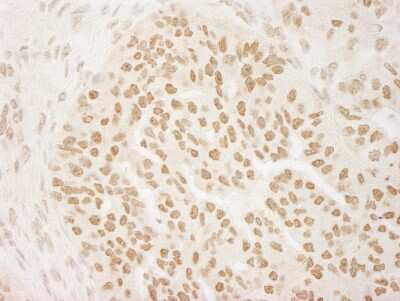 Immunohistochemistry-Paraffin: PRMT6 Antibody [NB110-40713]