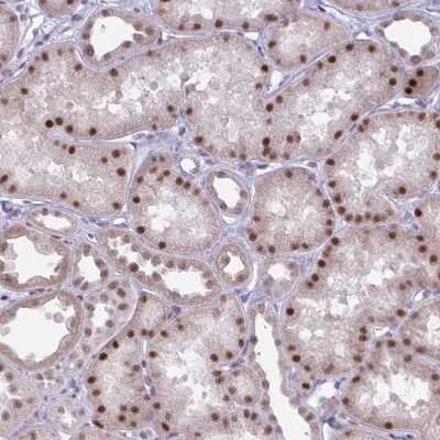 Immunohistochemistry-Paraffin: PRMT6 Antibody [NBP2-32459]