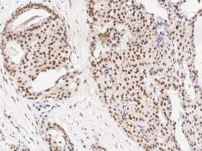 Immunohistochemistry-Paraffin: PRMT6 Antibody [NBP2-98848]
