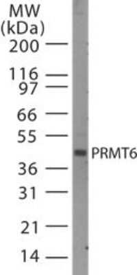 Western Blot: PRMT6 Antibody [NB100-56642]