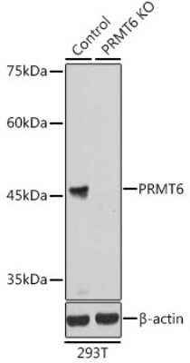 Western Blot: PRMT6 AntibodyAzide and BSA Free [NBP2-93696]