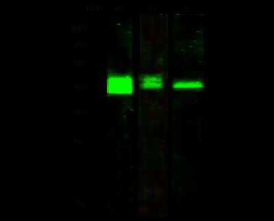 Western Blot: PRMT6 Antibody [NBP2-99773]