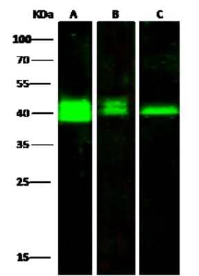 Western Blot: PRMT6 Antibody [NBP2-99773]