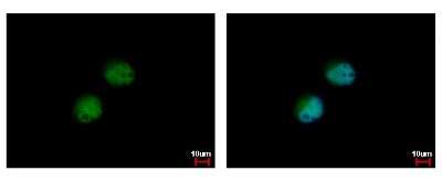 Immunocytochemistry/ Immunofluorescence: PRMT7 Antibody [NBP2-19939]