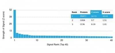 Protein Array: PRMT7 Antibody (PCRP-PRMT7-1A4) - Azide and BSA Free [NBP3-14144]