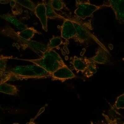 Immunocytochemistry/ Immunofluorescence: PRMT7 Antibody (PCRP-PRMT7-1A4) [NBP3-13741]