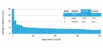 Protein Array: PRMT7 Antibody (PCRP-PRMT7-1A7) - Azide and BSA Free [NBP3-14145]