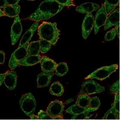 Immunocytochemistry/ Immunofluorescence: PRMT7 Antibody (PCRP-PRMT7-1A7) [NBP3-13742]