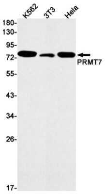 Western Blot: PRMT7 Antibody (S06-4F6) [NBP3-15083]