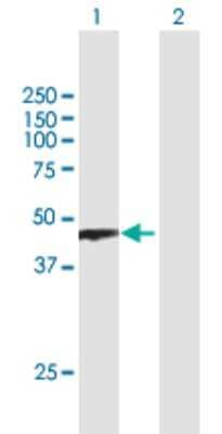 Western Blot: PRMT8 Antibody [H00056341-B01P]