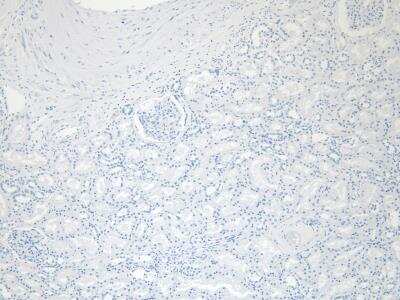 Immunohistochemistry: PRODH Antibody [NB100-2832]