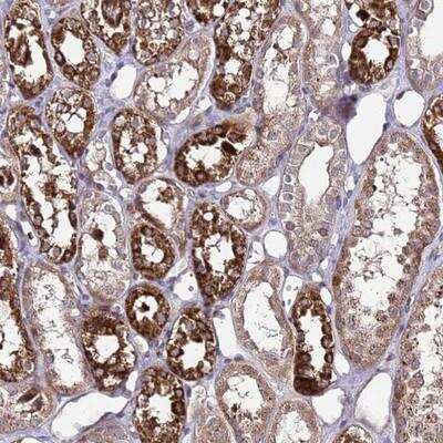 Immunohistochemistry-Paraffin: PRODH Antibody [NBP1-92288]