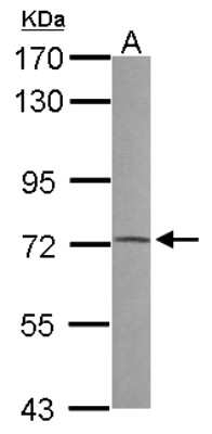 Western Blot: PRODH Antibody [NBP2-19940]