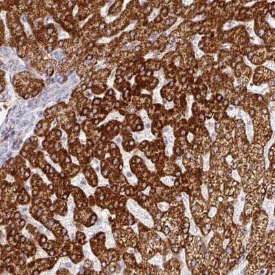Immunohistochemistry-Paraffin: PRODH2 Antibody [NBP2-13812]