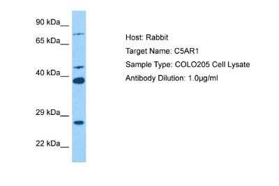 Western Blot: PROL1 Antibody [NBP2-83420]