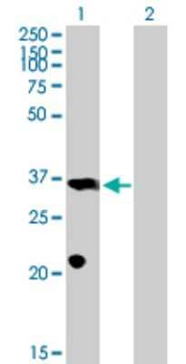 Western Blot: PROP1 Antibody [H00005626-B01P]