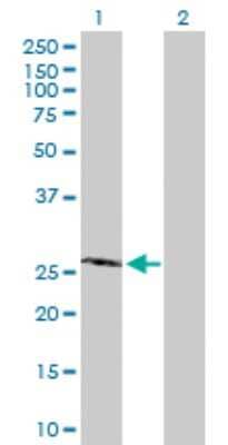 Western Blot: PROP1 Antibody [H00005626-D01P]