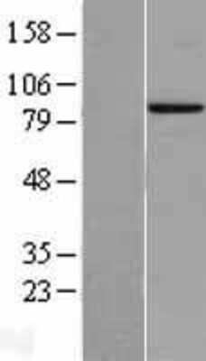 Western Blot: Prox1 Overexpression Lysate [NBL1-14814]