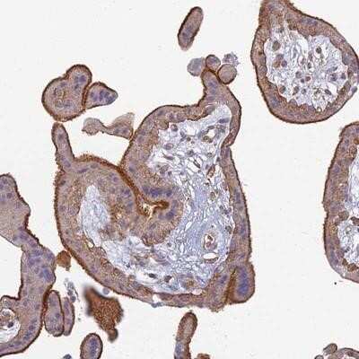 Immunohistochemistry-Paraffin: PROX2 Antibody [NBP1-93810]