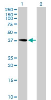 Western Blot: PRP18 Antibody [H00008559-B01P]