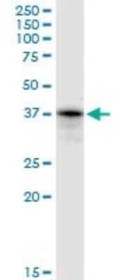 Western Blot: PRP18 Antibody [H00008559-B02P]