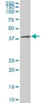 Western Blot: PRP18 Antibody [H00008559-B02P]