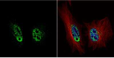 Immunocytochemistry/ Immunofluorescence: PRP19 Antibody [NBP1-31246]