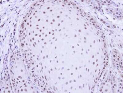 Immunohistochemistry-Paraffin: PRP19 Antibody [NBP1-31246]