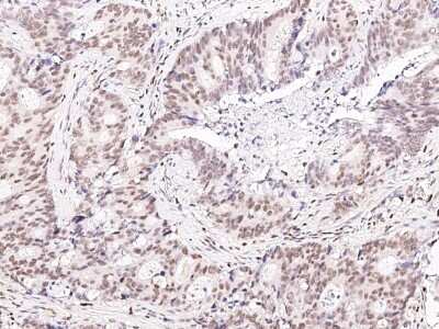 Immunohistochemistry-Paraffin: PRP19 Antibody [NBP2-99020]