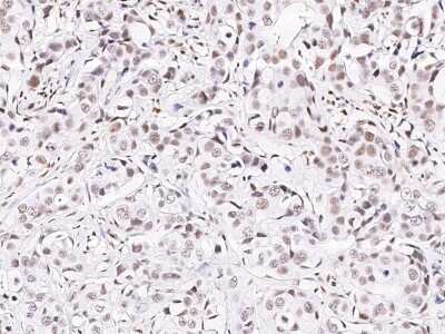 Immunohistochemistry-Paraffin: PRP19 Antibody [NBP2-99020]