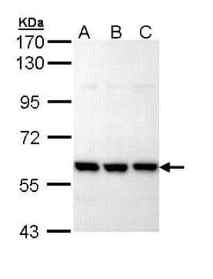 Western Blot: PRP19 Antibody [NBP1-31354]