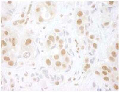 Immunohistochemistry-Paraffin: PRPF3 Antibody [NBP1-19114]