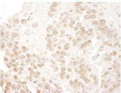 Immunohistochemistry-Paraffin: PRPF3 Antibody [NBP1-19114]