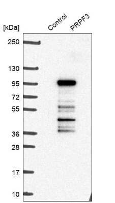 Western Blot: PRPF3 Antibody [NBP1-83219]