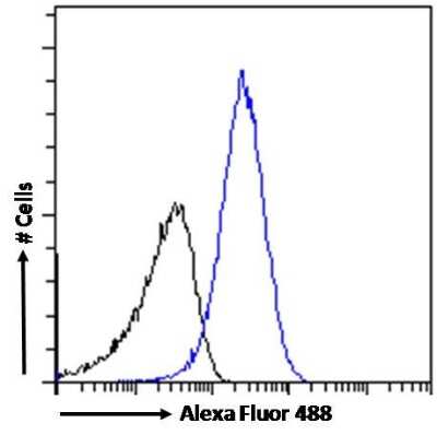 Flow Cytometry: PRPF31 Antibody [NB100-55409]