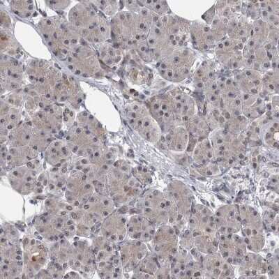 Immunohistochemistry-Paraffin: PRPF40B Antibody [NBP1-93679]