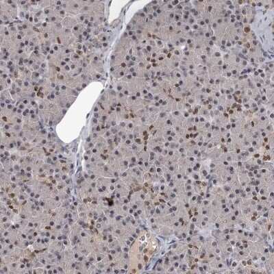 Immunohistochemistry-Paraffin: PRPF40B Antibody [NBP1-93680]