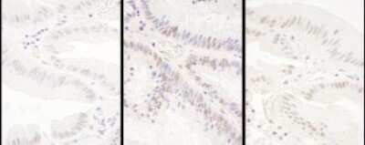 Immunohistochemistry-Paraffin: PRPF8 Antibody [NBP2-22273]
