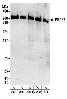 Western Blot: PRPF8 Antibody [NBP2-22274]