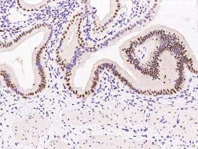 Immunohistochemistry-Paraffin: PRPK Antibody [NBP2-99394]