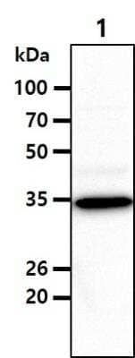 Western Blot: PRPS1 Antibody (1E11)BSA Free [NBP2-42649]