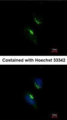 Immunocytochemistry/ Immunofluorescence: PRPS1 Antibody [NBP1-31654]