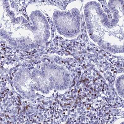 Immunohistochemistry-Paraffin: PRPS1 Antibody [NBP2-13813]