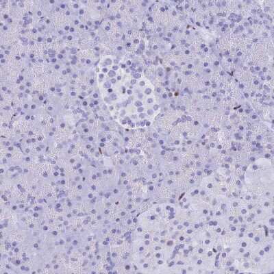 Immunohistochemistry-Paraffin: PRPS1 Antibody [NBP2-13813]