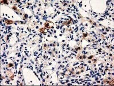 Immunohistochemistry-Paraffin: PRPSAP2 Antibody (OTI1E3) [NBP2-02893]