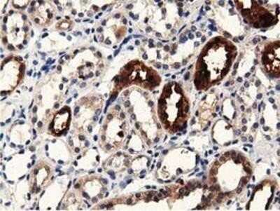 Immunohistochemistry-Paraffin: PRPSAP2 Antibody (OTI1E3) [NBP2-02893]