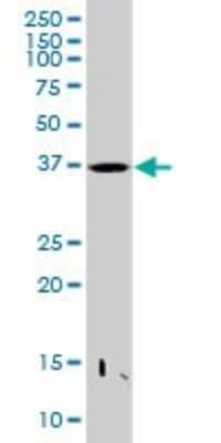 Western Blot: PRR11 Antibody [H00055771-B01P]